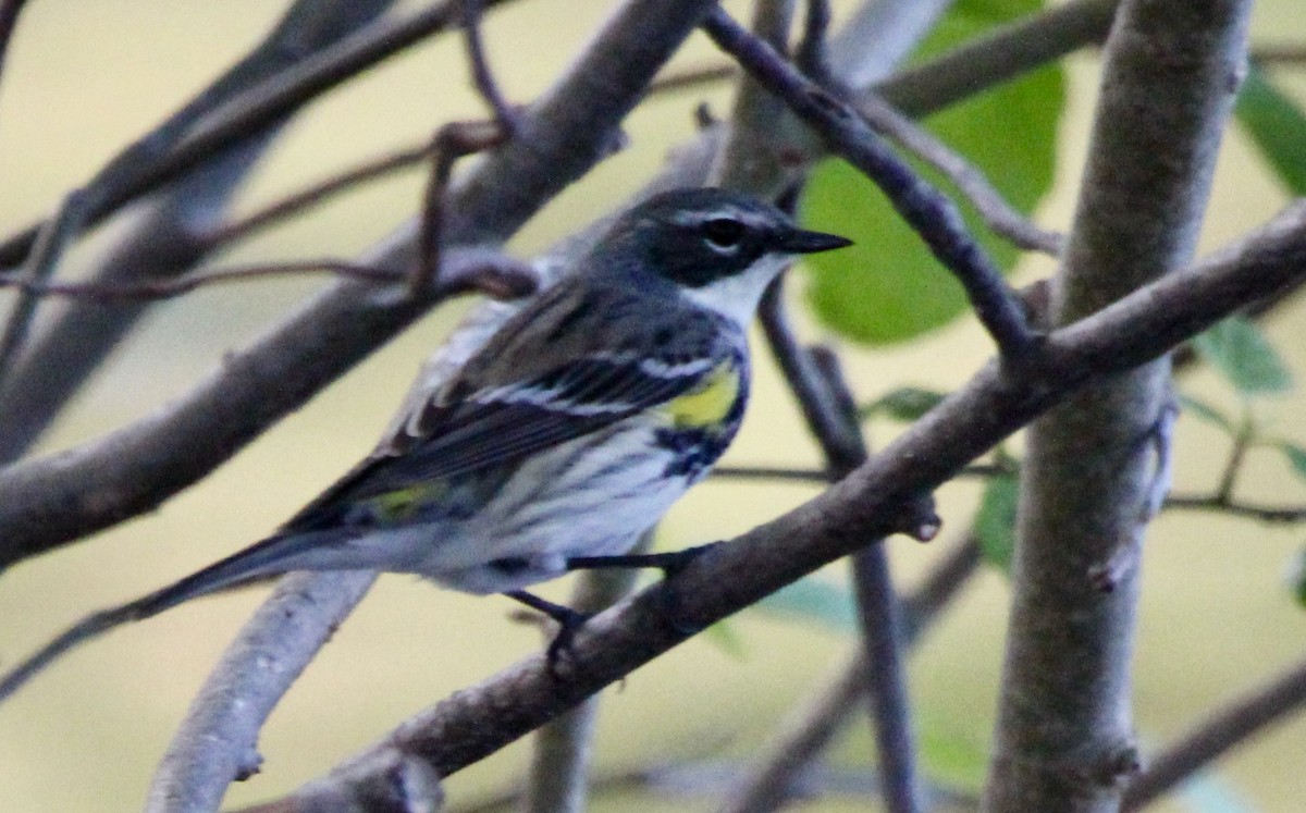 Yellow-rumped Warbler - ML619376368