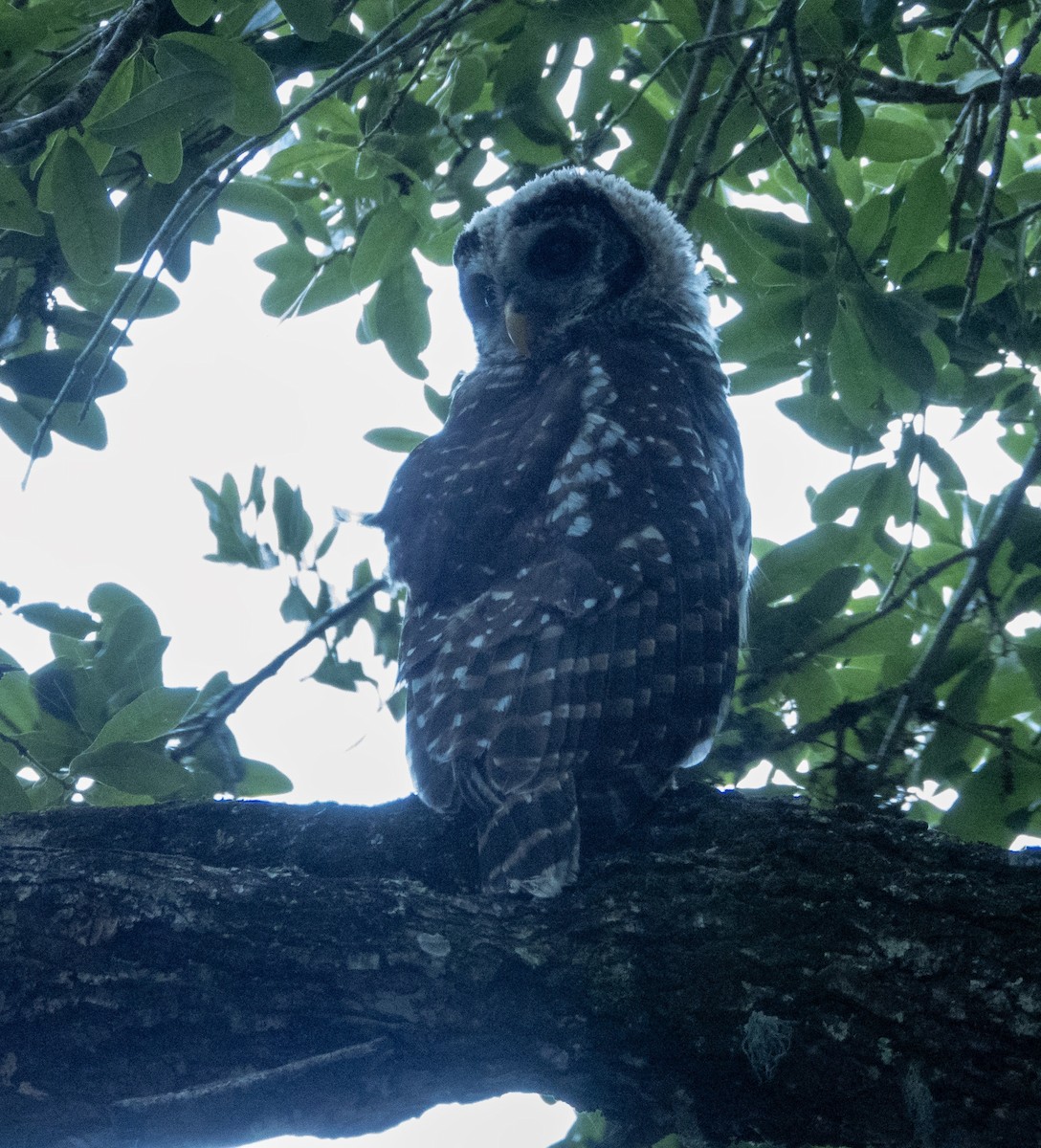 Barred Owl - ML619376369