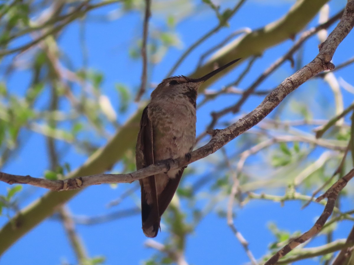 hummingbird sp. - Kyan Russell