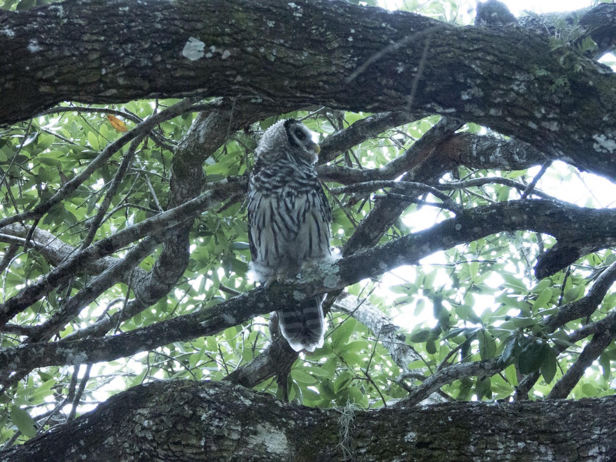 Barred Owl - ML619376373