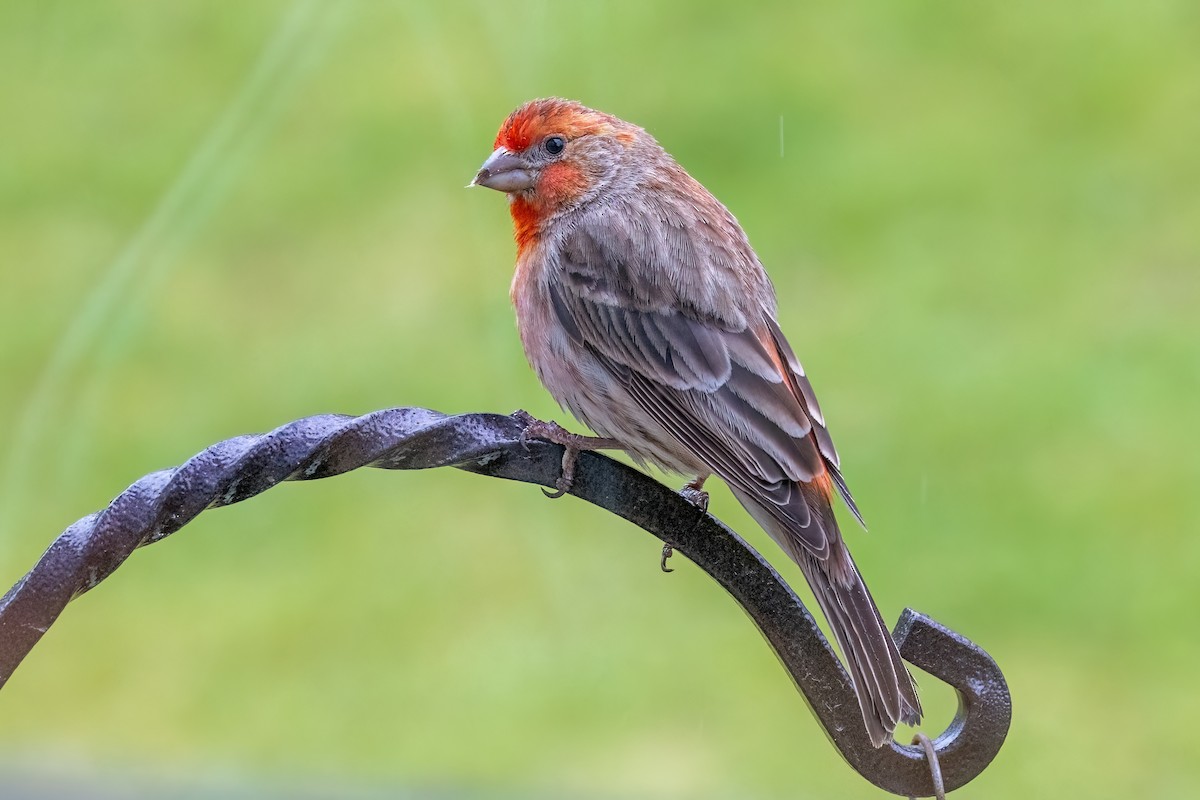 House Finch - Alan Knowles