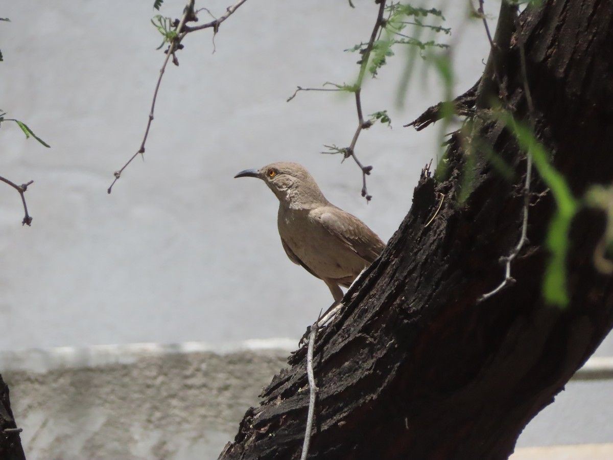 Curve-billed Thrasher - Kyan Russell