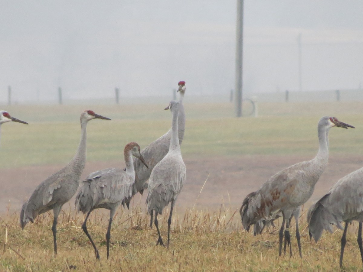 Sandhill Crane - Laura Flowers