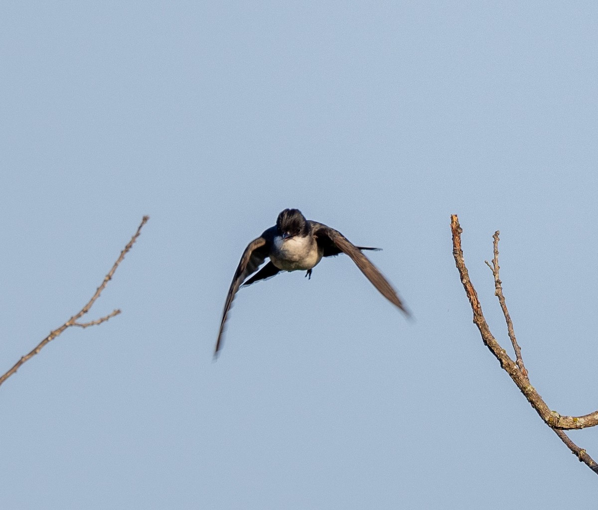 Eastern Kingbird - Scott Murphy