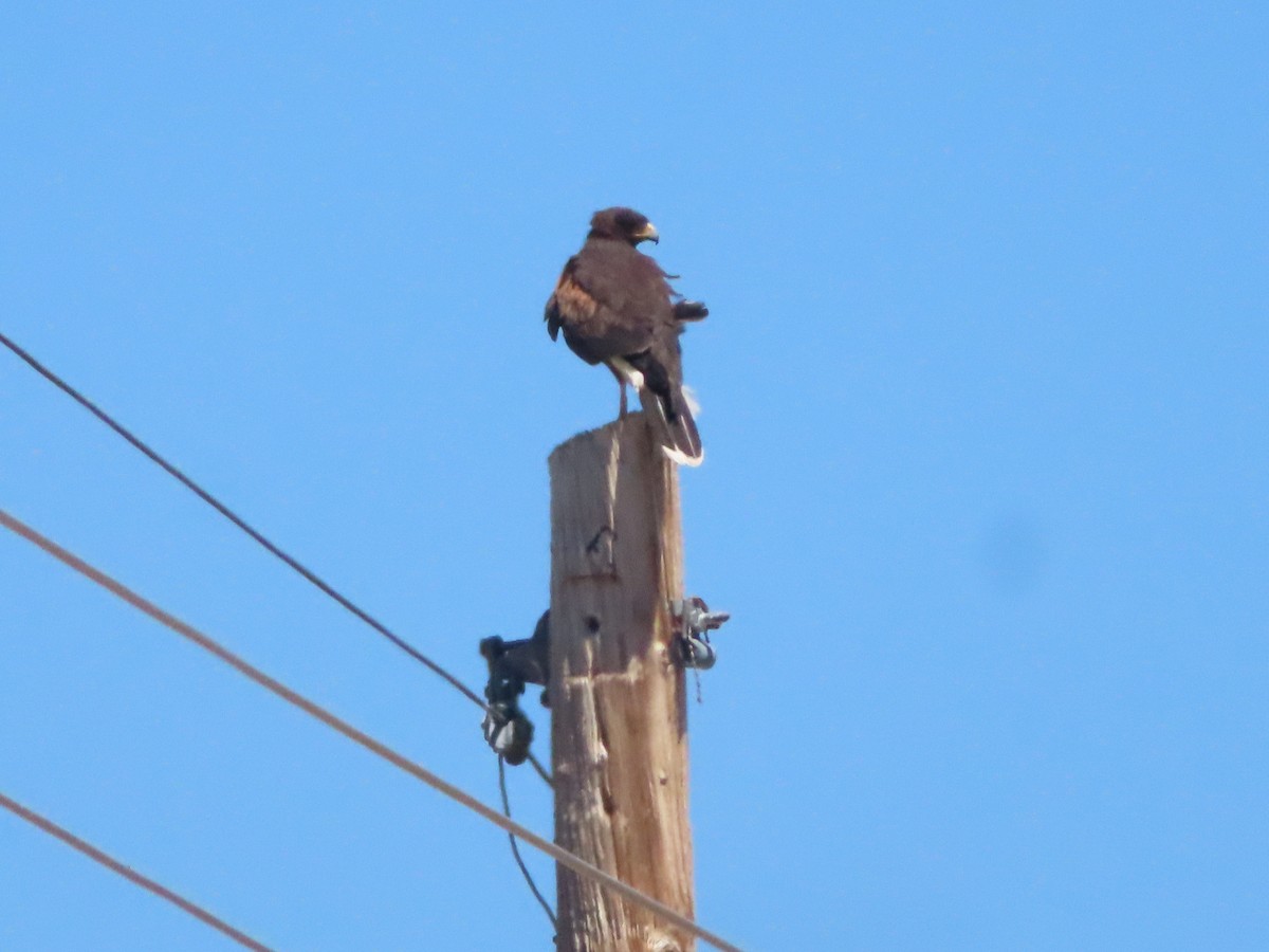 Harris's Hawk - Kyan Russell