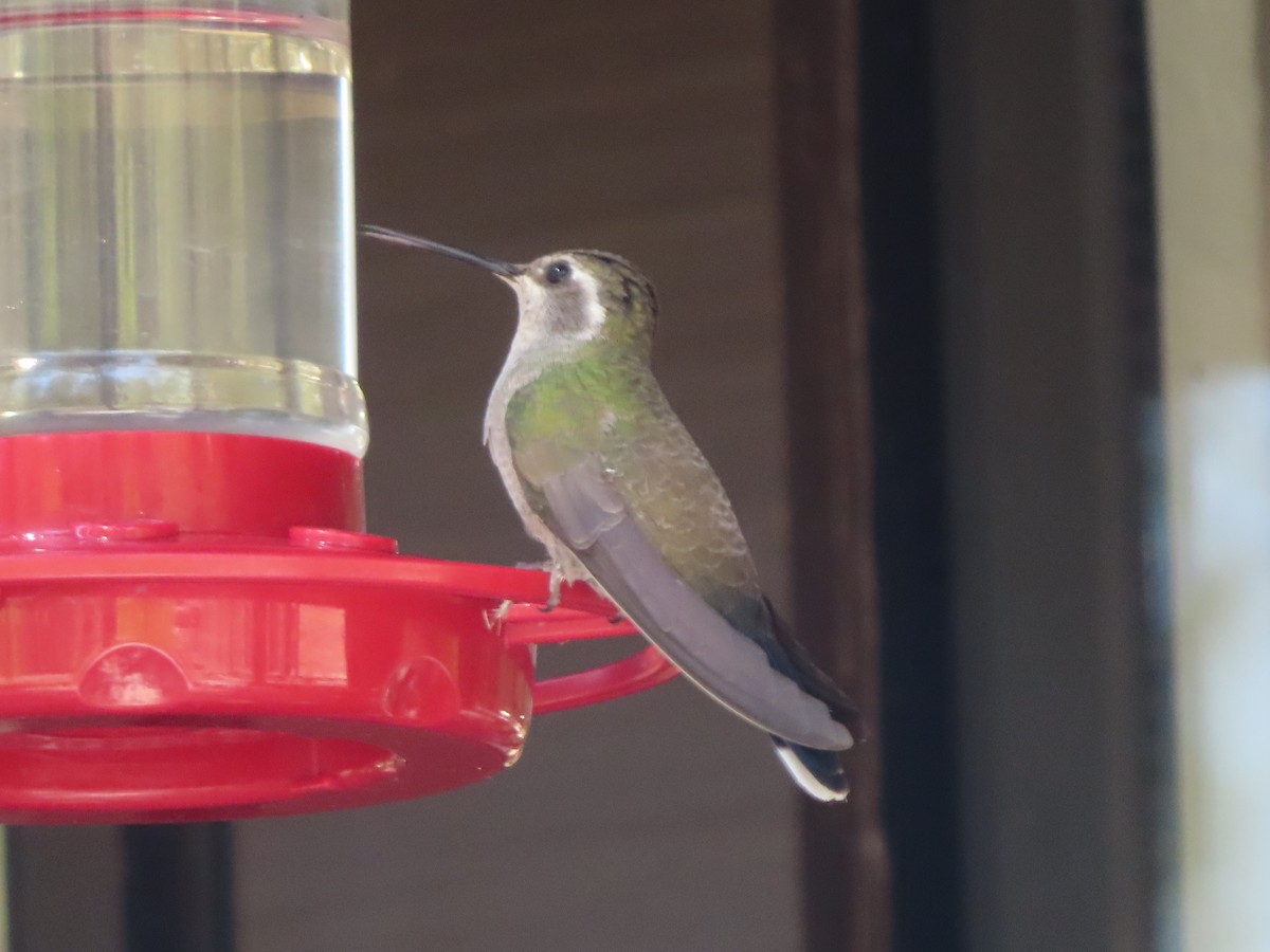 Blue-throated Mountain-gem - Kyan Russell