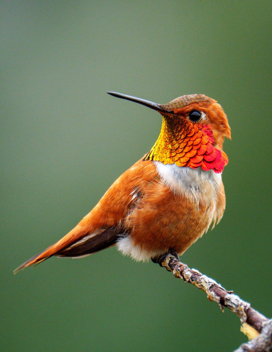Rufous Hummingbird - Neill McDonald