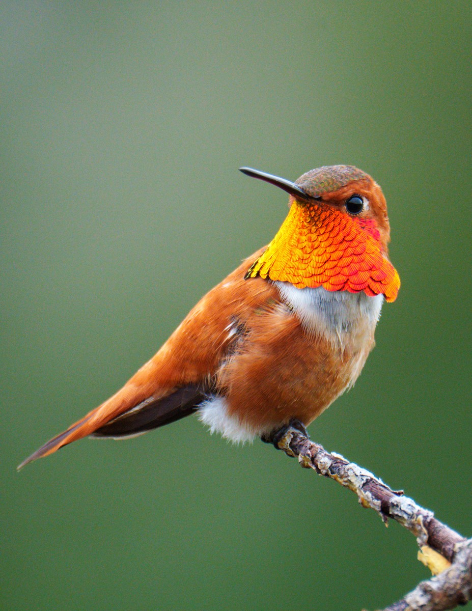 Rufous Hummingbird - Neill McDonald