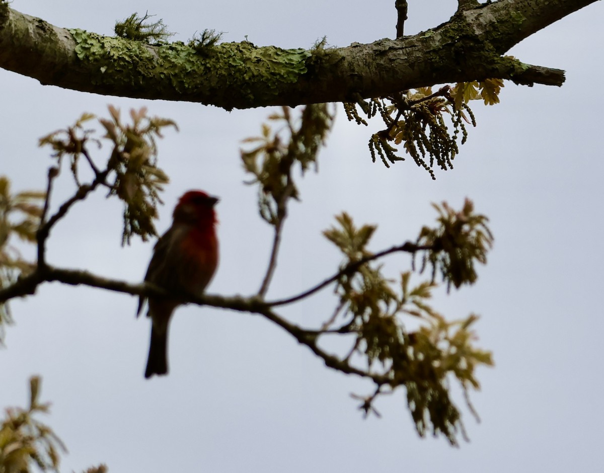 House/Purple Finch - ML619376450