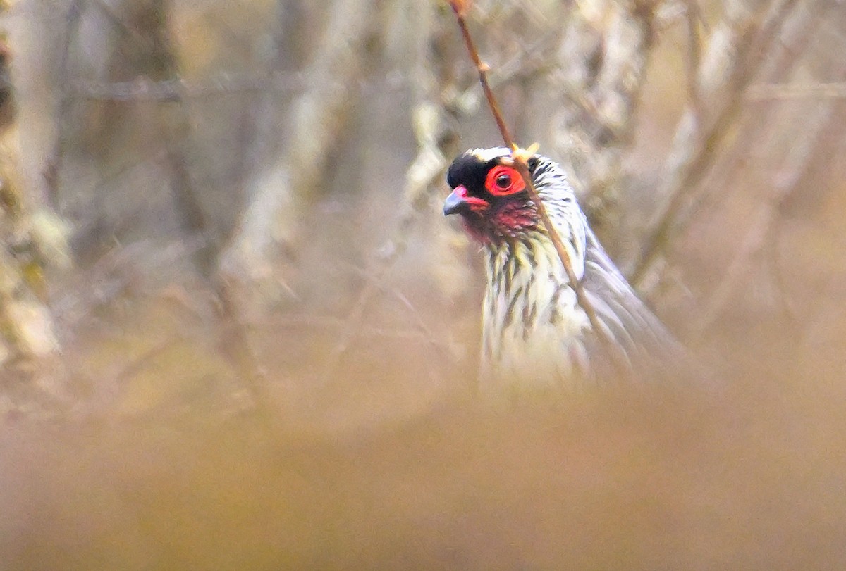 Blood Pheasant - Rajesh Gopalan