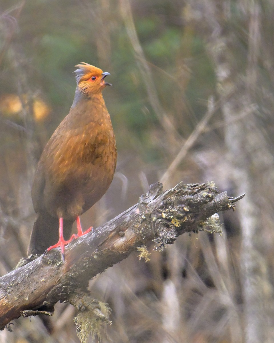 Blood Pheasant - Rajesh Gopalan