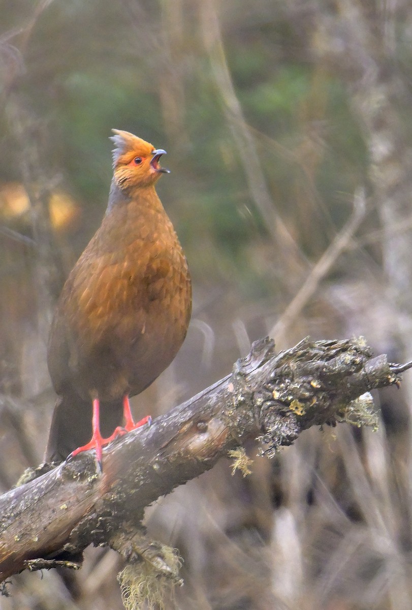 Blood Pheasant - Rajesh Gopalan