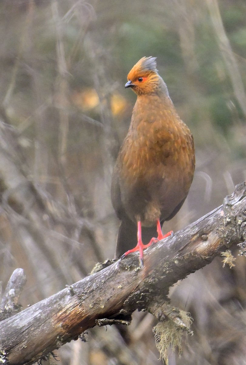 Blood Pheasant - Rajesh Gopalan