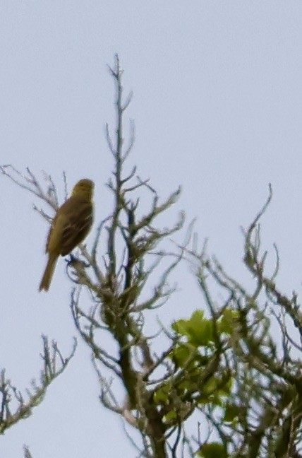 Orchard Oriole - Lisa Goodwin