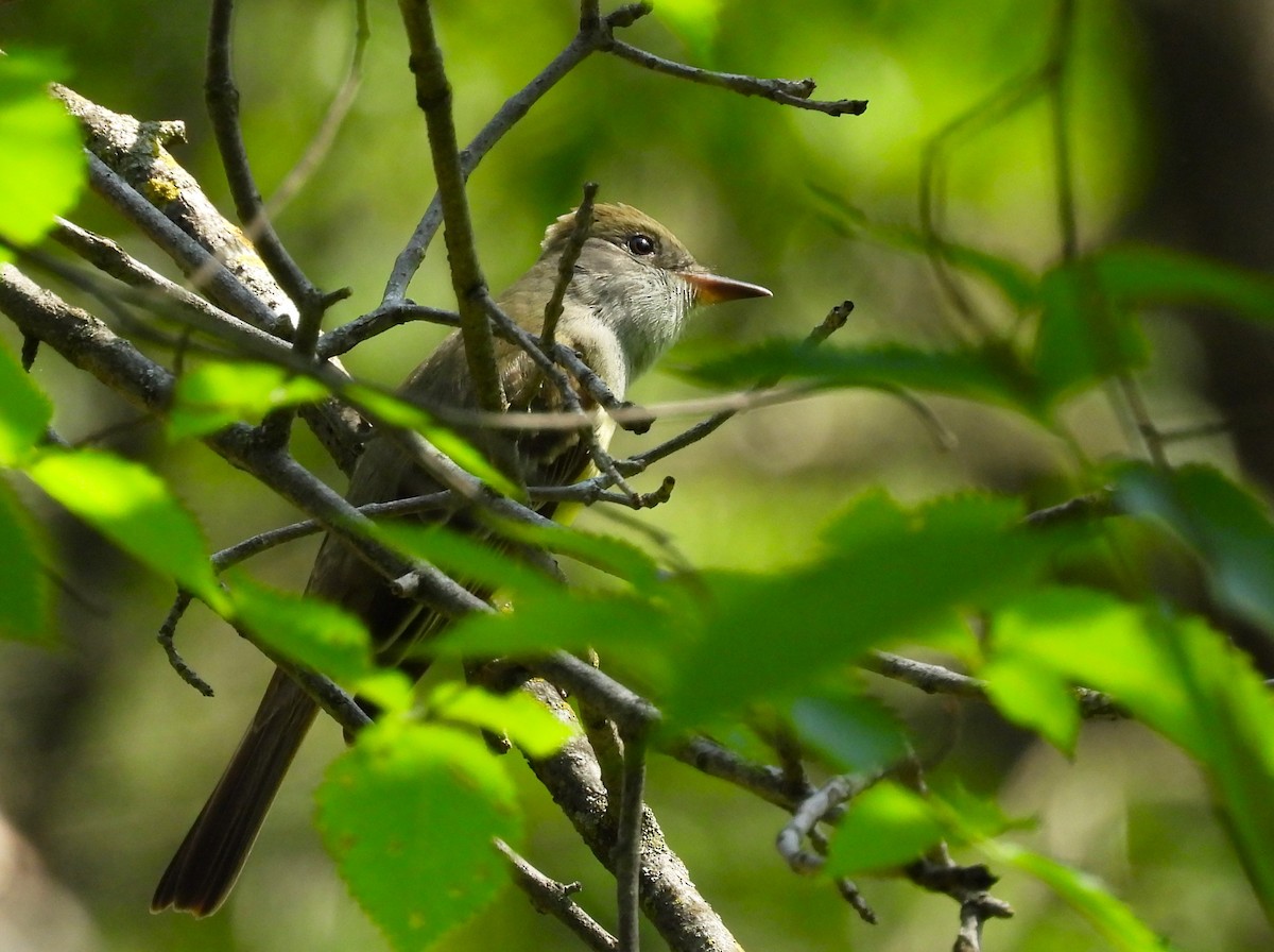 Great Crested Flycatcher - Michael W. Sack