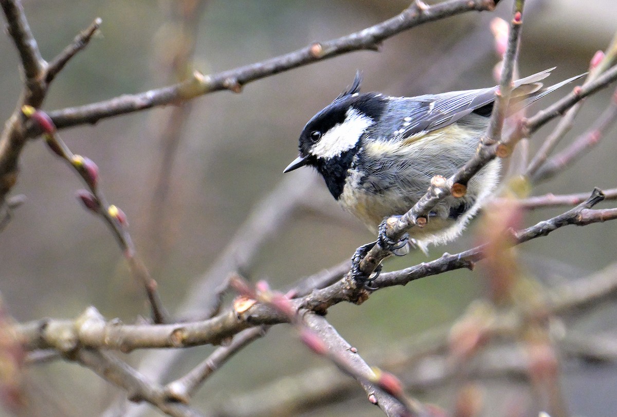 Coal Tit - Rajesh Gopalan