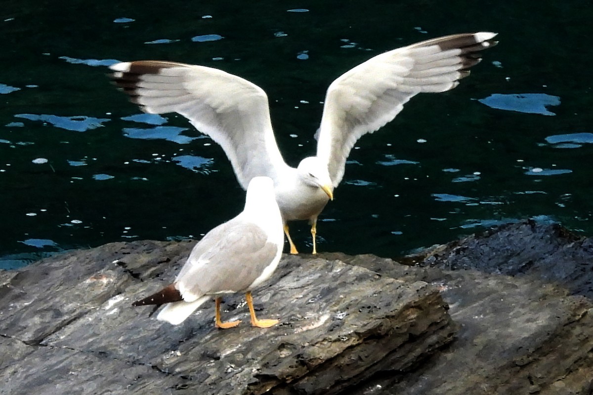 Yellow-legged Gull - Nancy Buis
