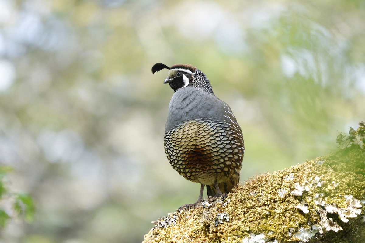 California Quail - ML619376534