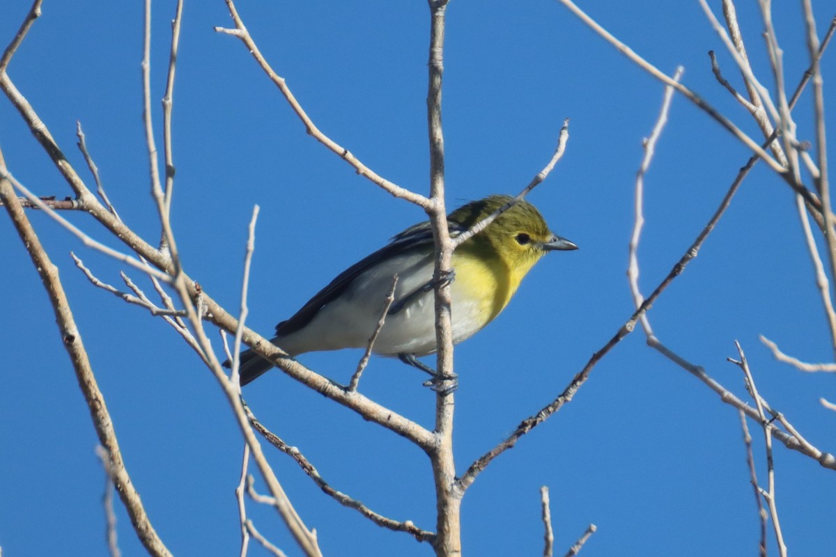 Viréo à gorge jaune - ML619376552