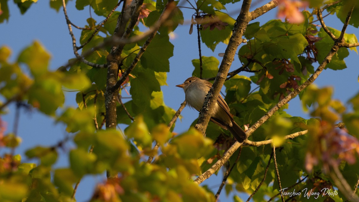 Willow Flycatcher - Tianshuo Wang