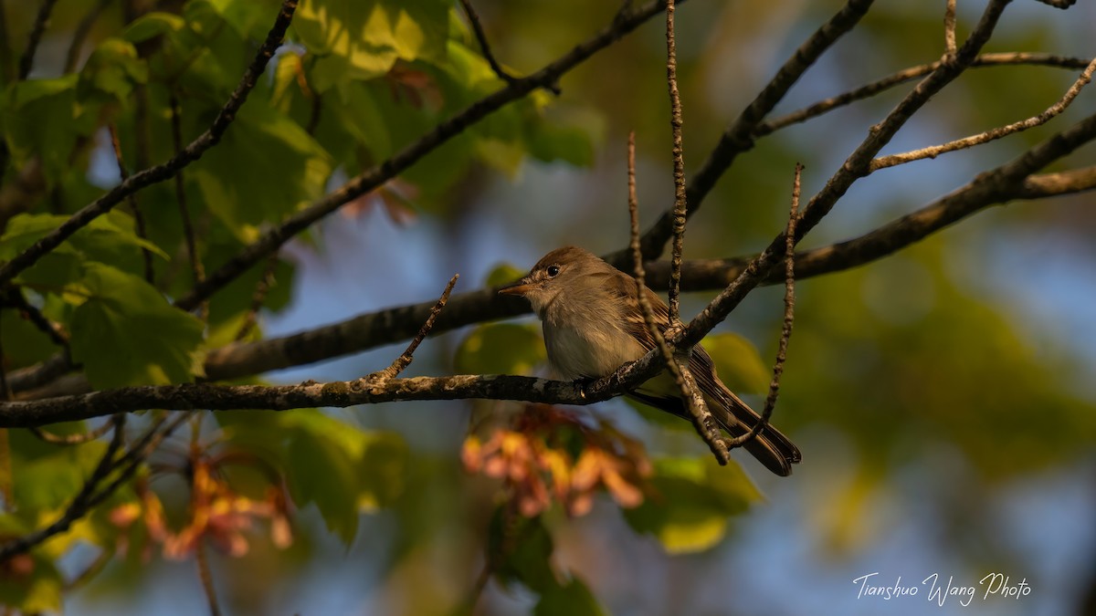 Willow Flycatcher - Tianshuo Wang