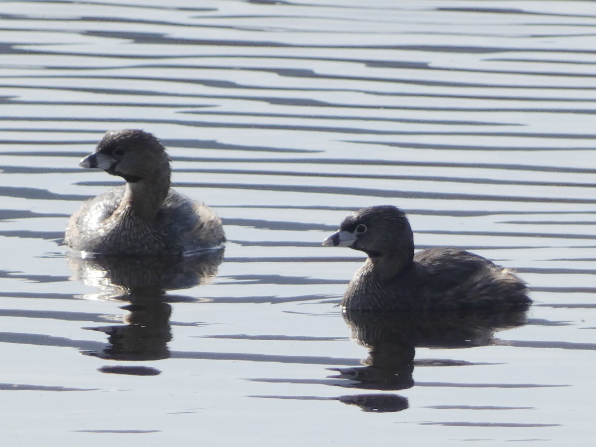 Pied-billed Grebe - ML619376571