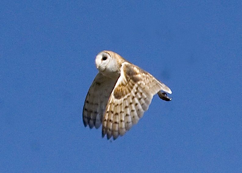 Barn Owl - ML619376576