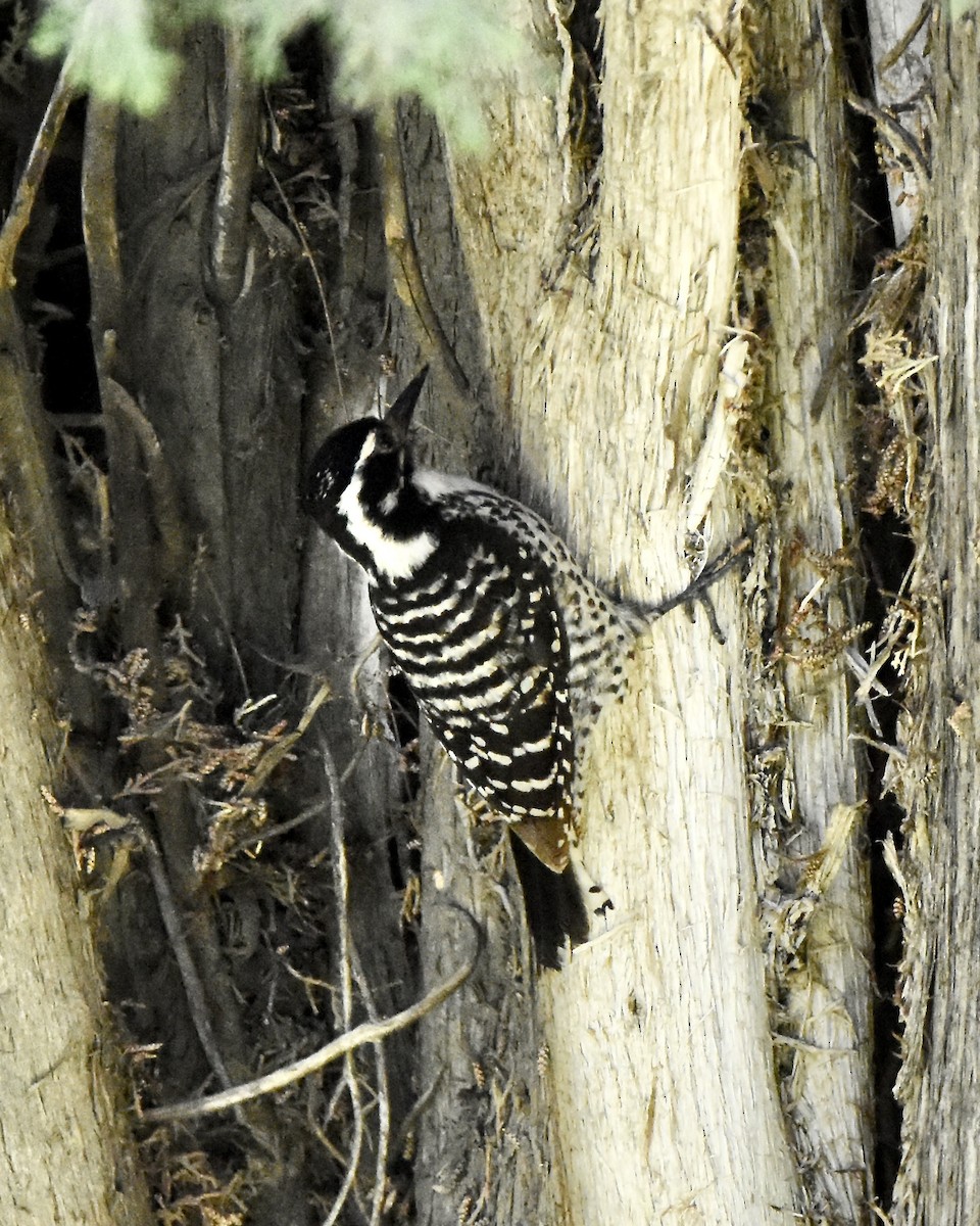 Nuttall's Woodpecker - Julie Doerr