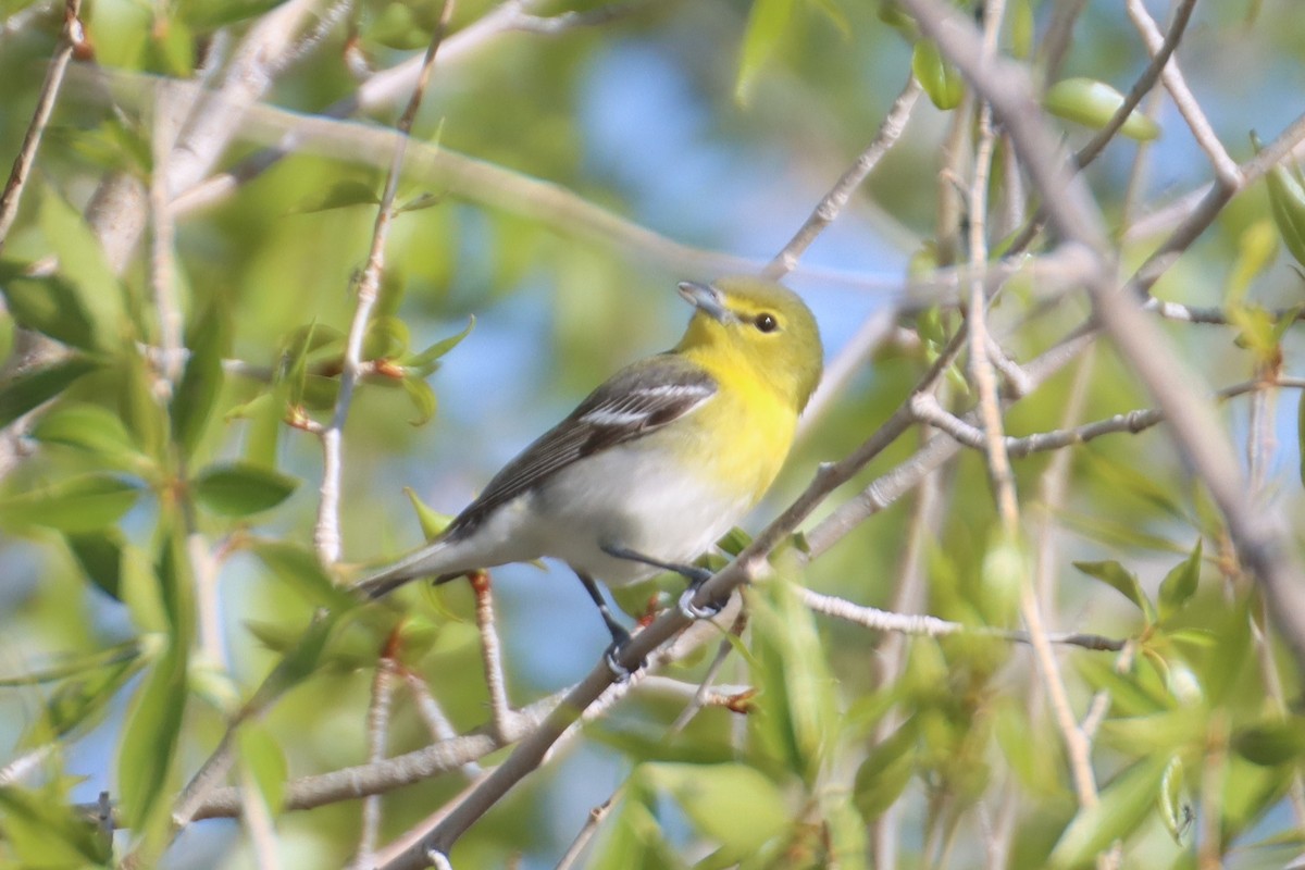 Yellow-throated Vireo - ML619376580