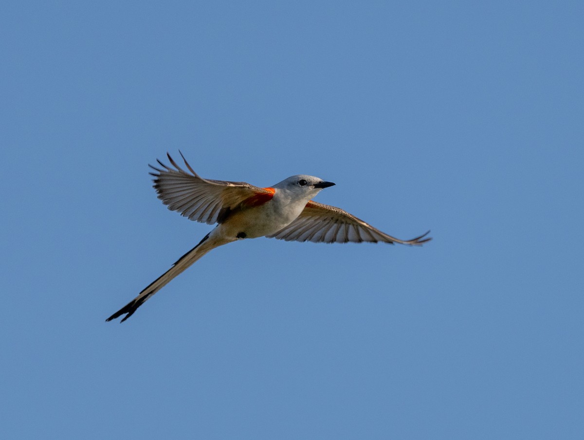 Scissor-tailed Flycatcher - Scott Murphy