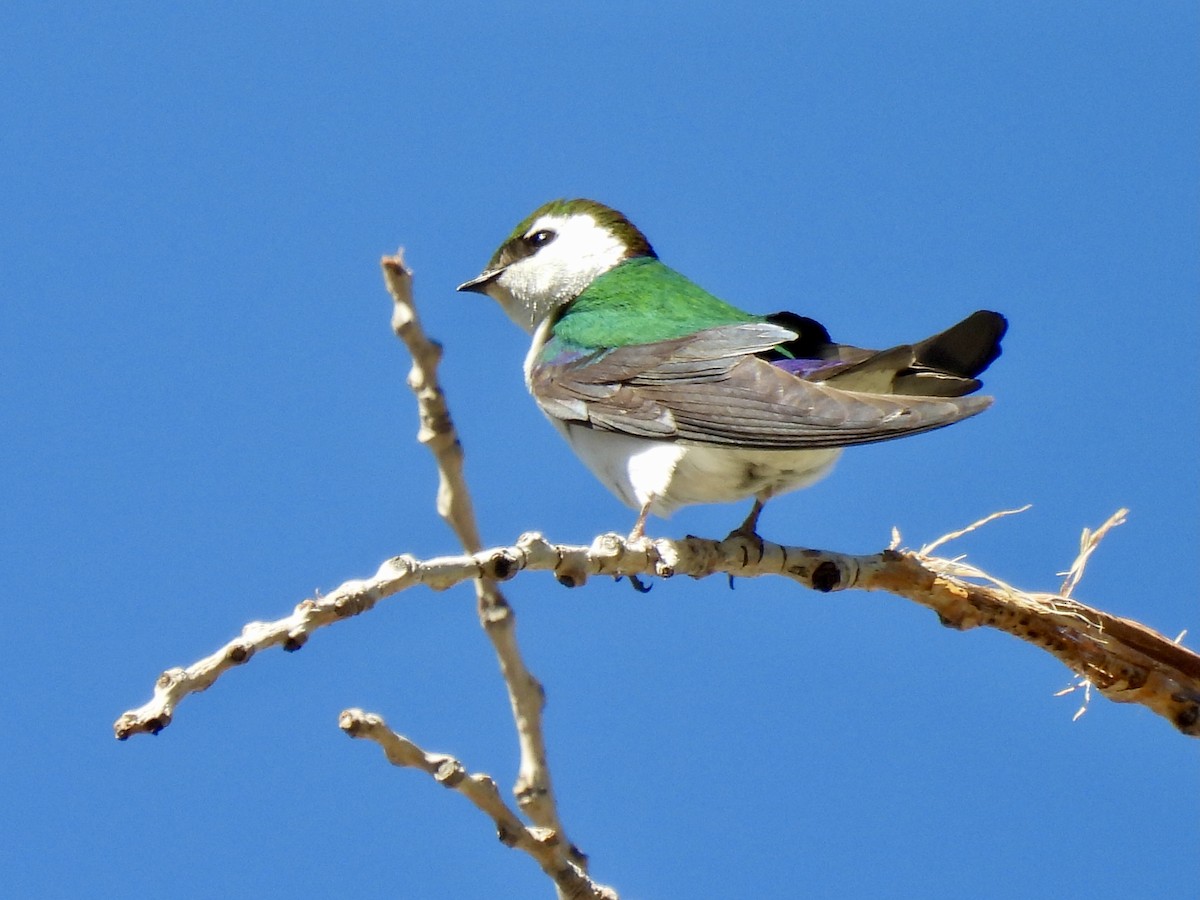 Violet-green Swallow - Laurie Miraglia