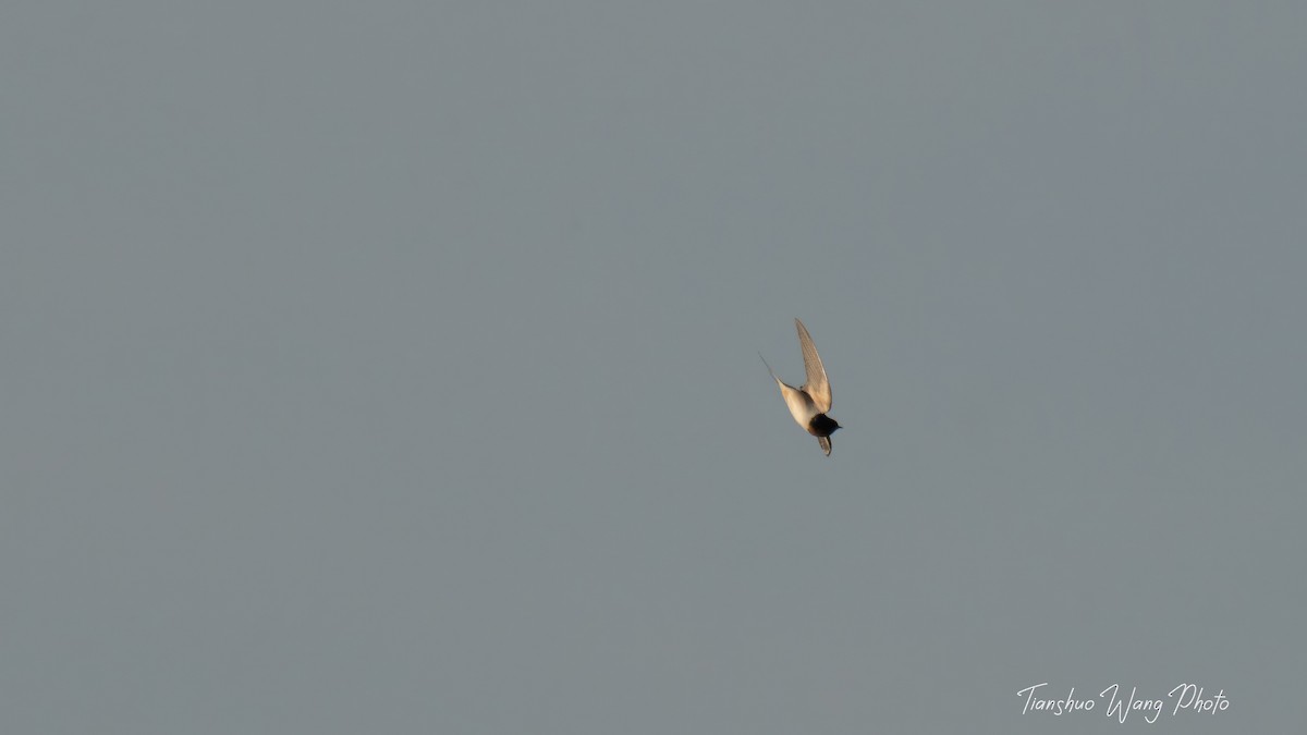 Barn Swallow - Tianshuo Wang