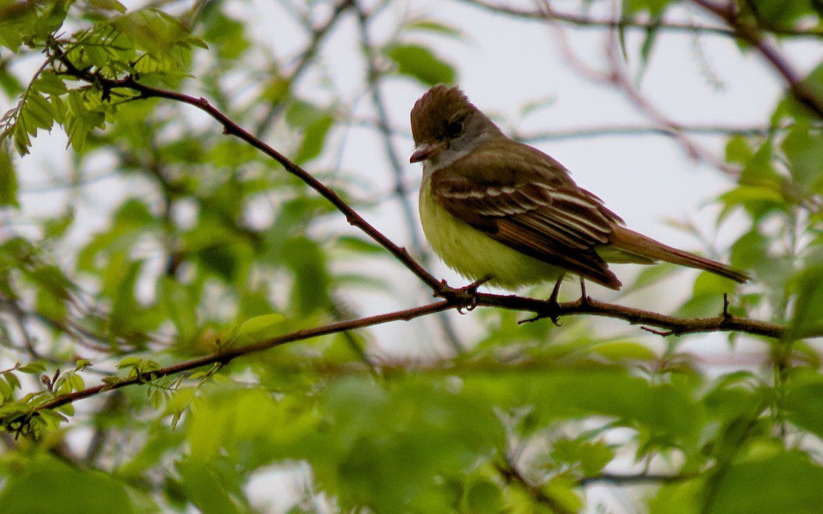 Great Crested Flycatcher - ML619376619