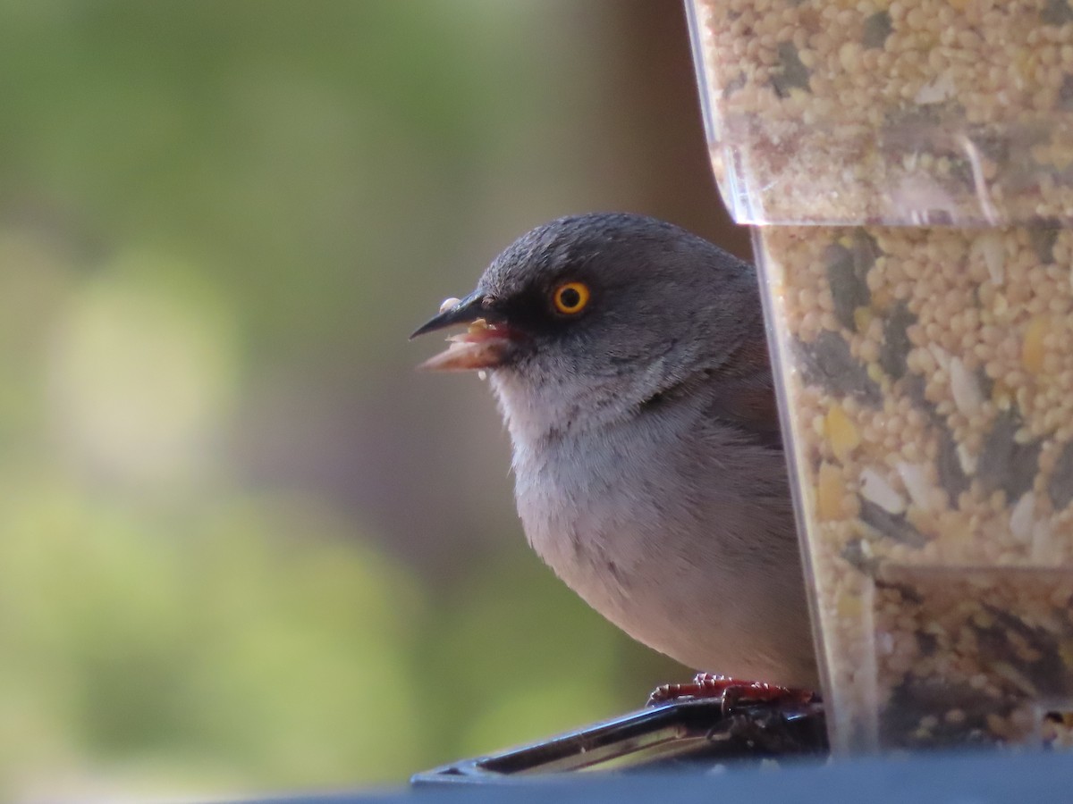 Yellow-eyed Junco - Kyan Russell