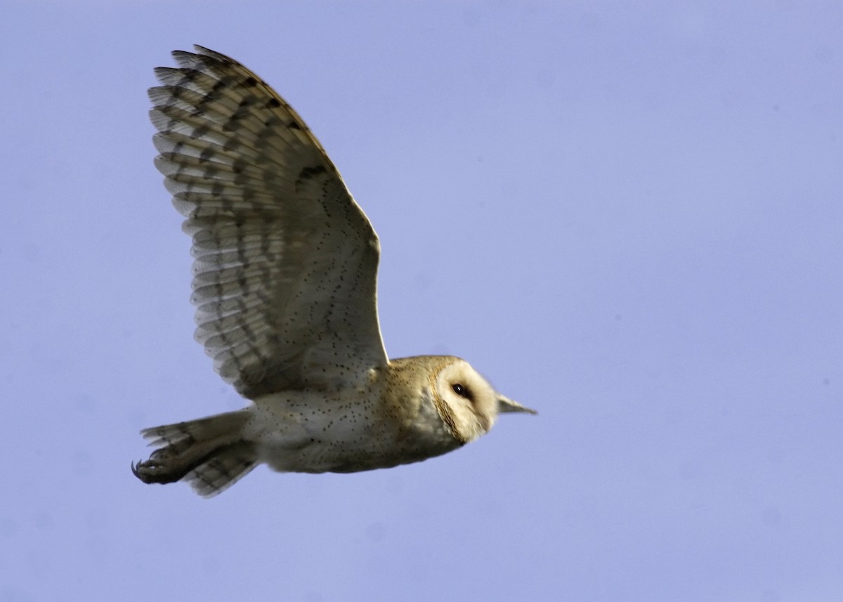 American Barn Owl - Rachel Holzman