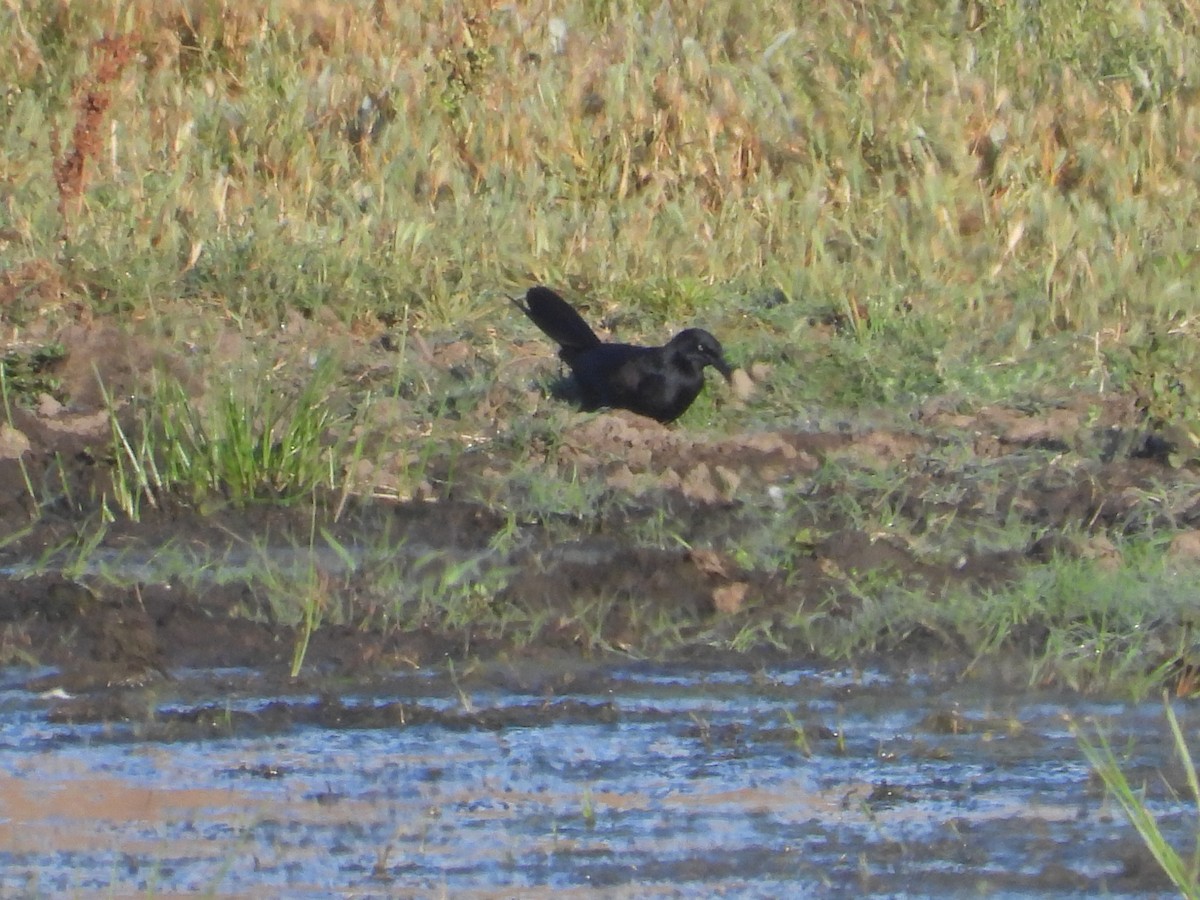 Great-tailed Grackle - ML619376668