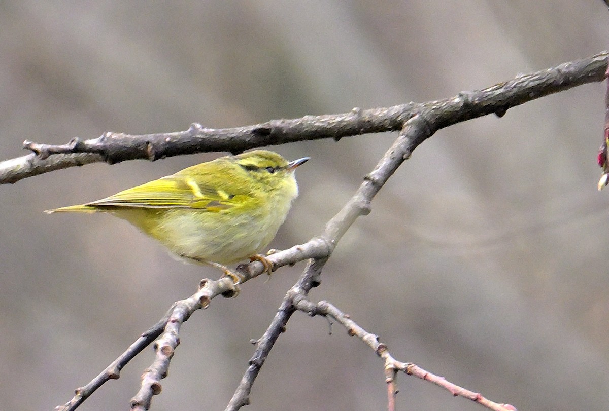 Lemon-rumped Warbler - Rajesh Gopalan