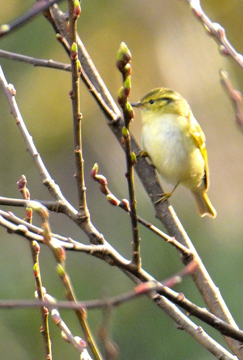 Lemon-rumped Warbler - Rajesh Gopalan