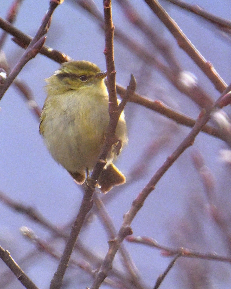 Lemon-rumped Warbler - ML619376679