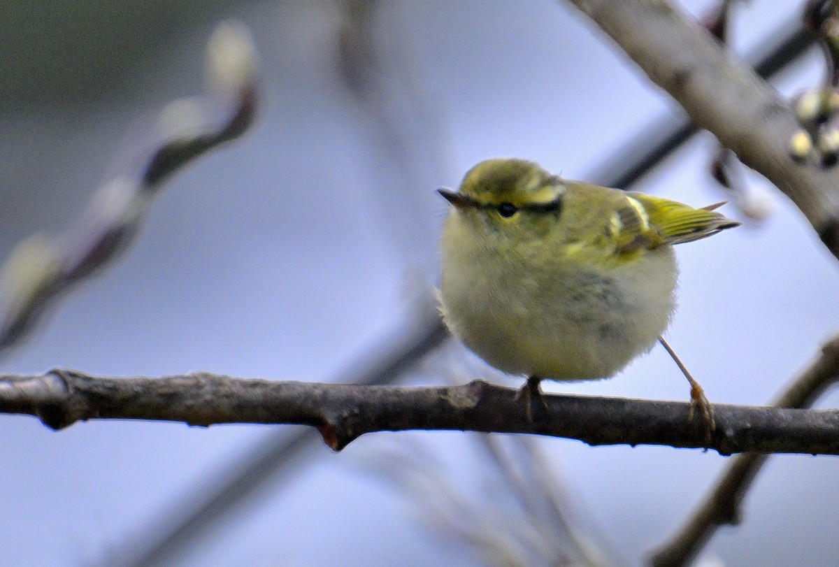 Lemon-rumped Warbler - Rajesh Gopalan