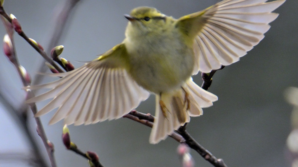 Mosquitero Dorsiclaro - ML619376684