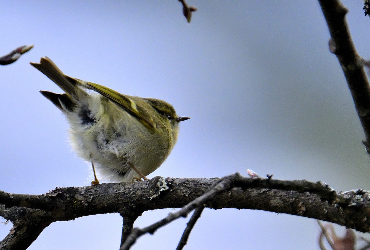 Mosquitero Dorsiclaro - ML619376692