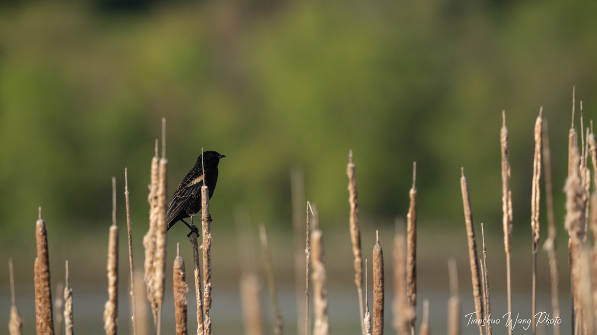Red-winged Blackbird - Tianshuo Wang