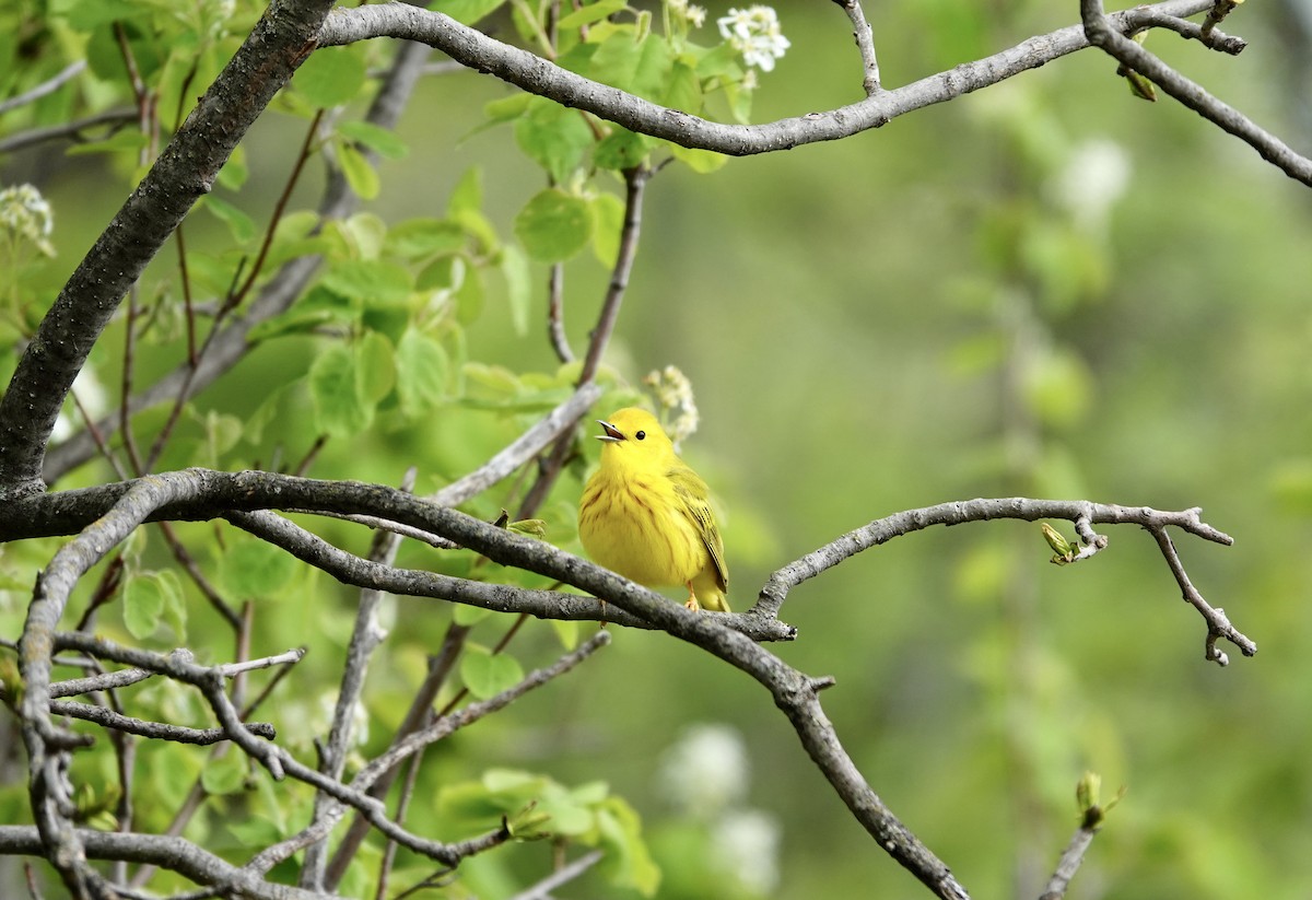 Yellow Warbler - Brenda Werntz