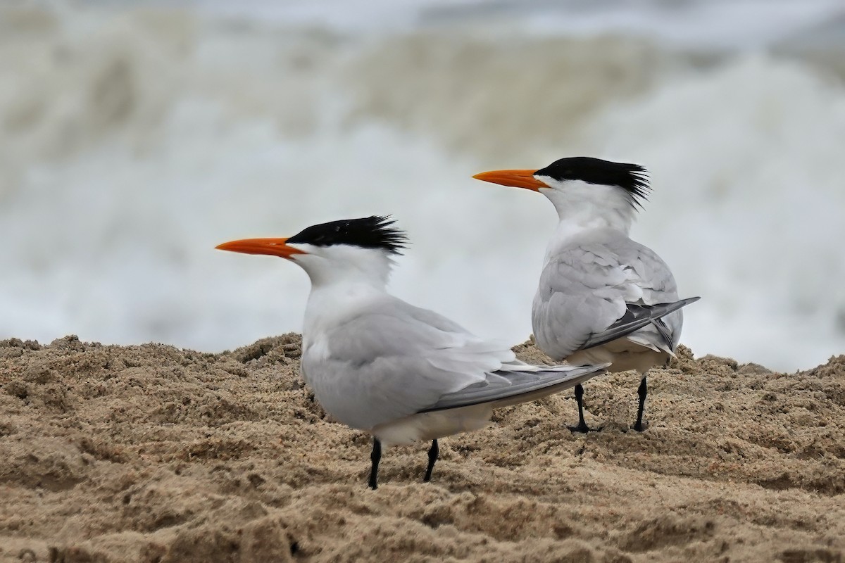 Royal Tern - Alan Mitchnick