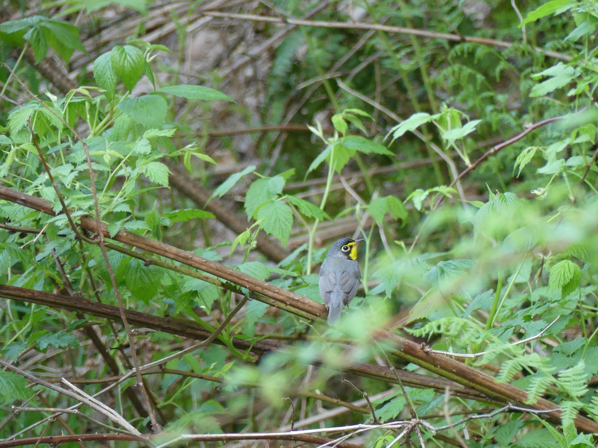 Canada Warbler - Lachlan Ziegler