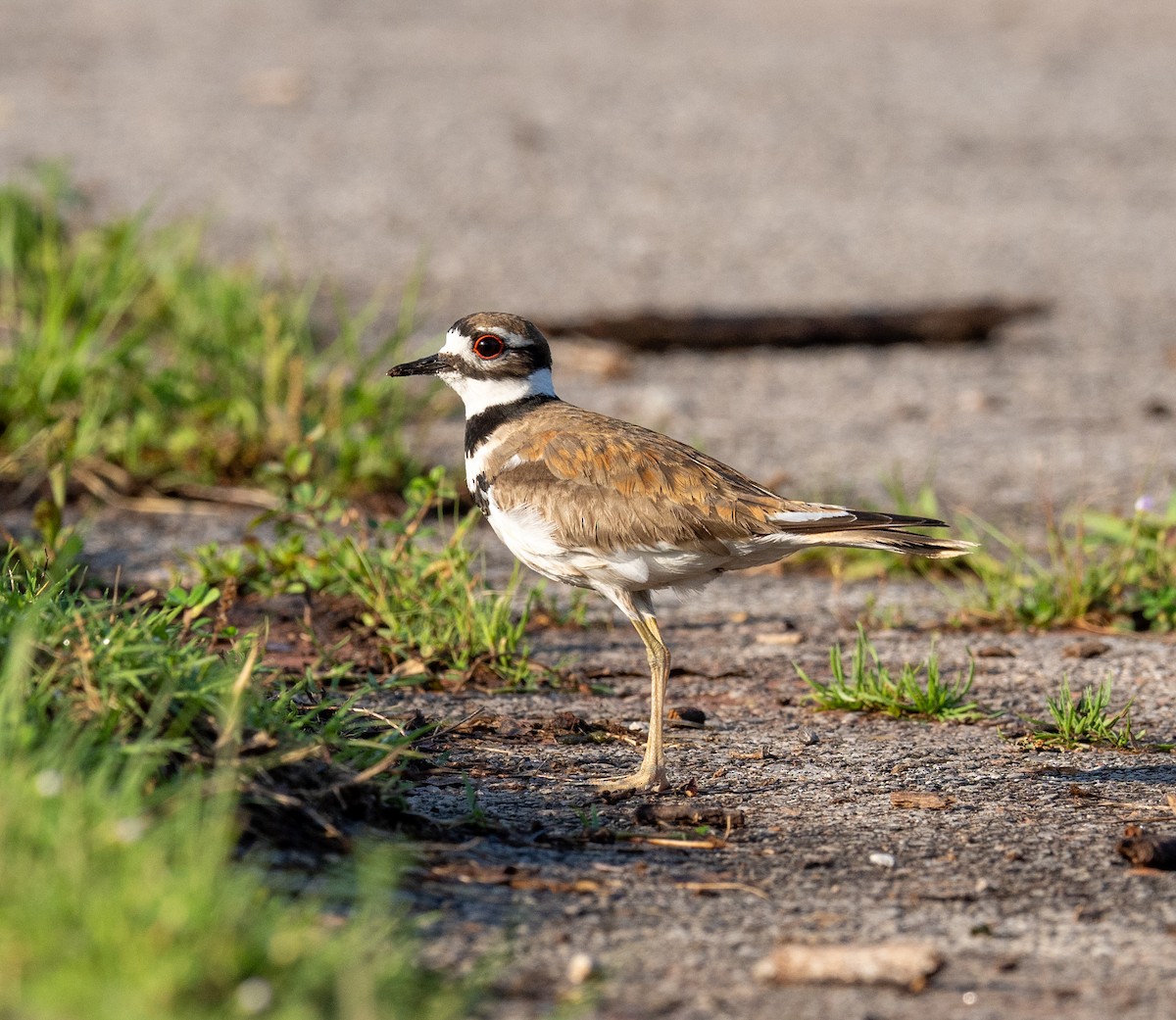 Killdeer - Scott Murphy