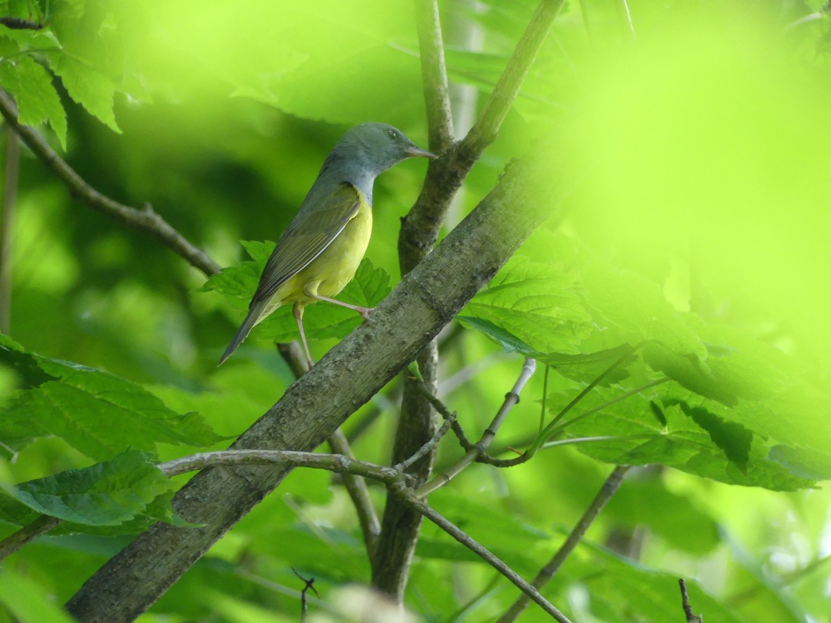 Mourning Warbler - ML619376730