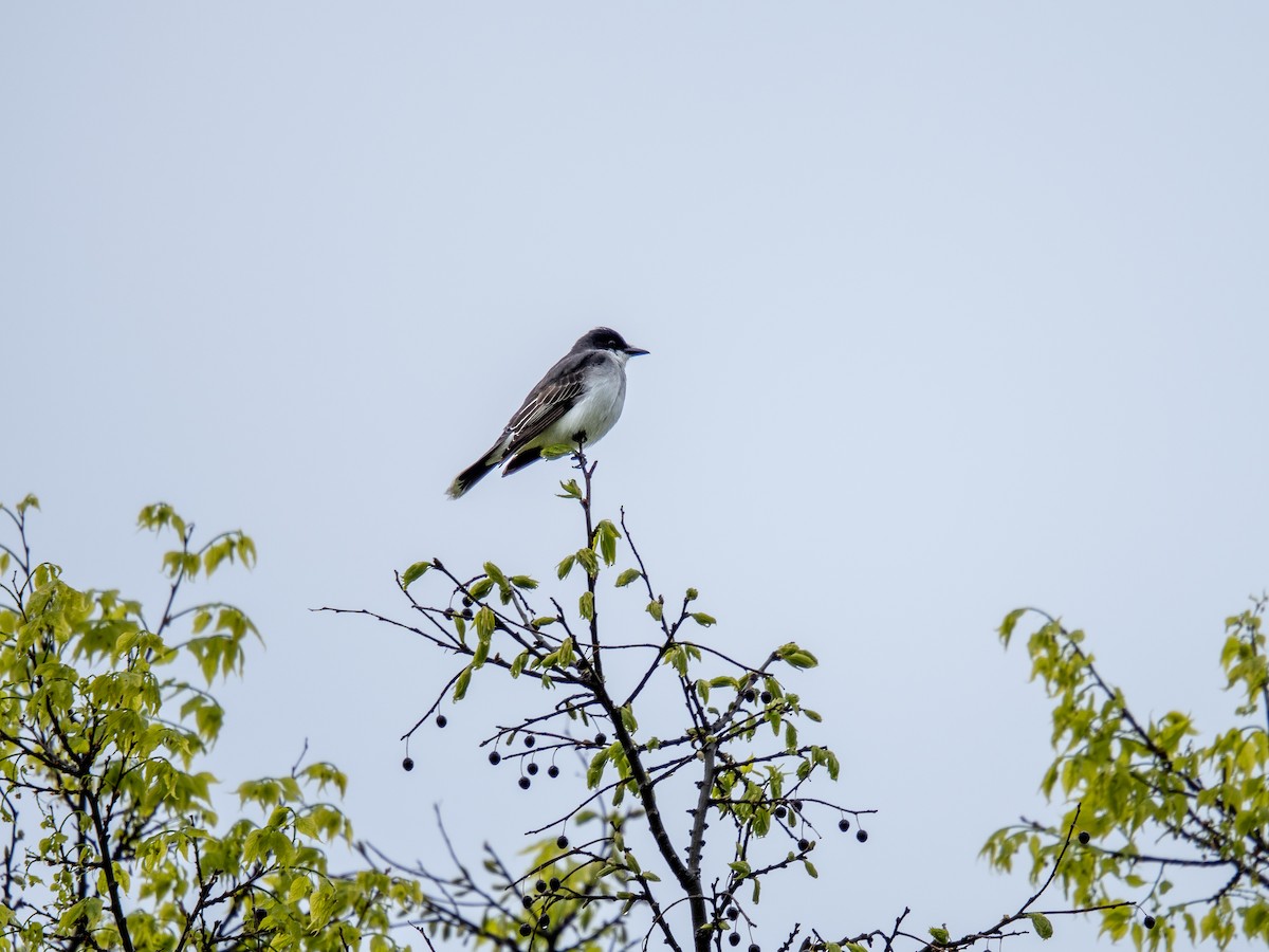 Eastern Kingbird - ML619376738