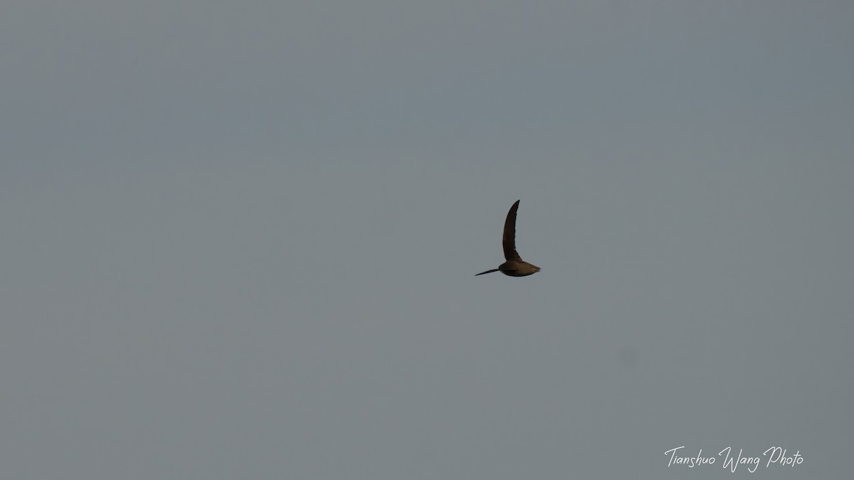 Chimney Swift - Tianshuo Wang